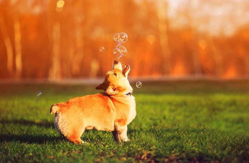 Pet Care